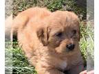 Doodle-Goldendoodle Mix PUPPY FOR SALE ADN-770473 - Beautiful puppy