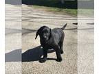 Labrador Retriever PUPPY FOR SALE ADN-770445 - AKC Black Labrador Retriever