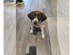 German Shorthaired Pointer PUPPY FOR SALE ADN-770629 - German Shorthaired