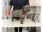 Cane Corso PUPPY FOR SALE ADN-770601 - Cane Corso Italian Mastiff