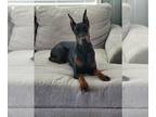 Doberman Pinscher PUPPY FOR SALE ADN-770599 - AKC Doberman Female Ari