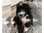 Aussiedoodle-Australian Shepherd Mix PUPPY FOR SALE ADN-770591 - Aussiedoodle