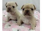 French Bulldog PUPPY FOR SALE ADN-770562 - 2 Female Frenchies