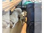 Labrador Retriever PUPPY FOR SALE ADN-770548 - 2 months old lab male puppy