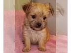 Morkie PUPPY FOR SALE ADN-770535 - Morkie Female