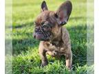 French Bulldog PUPPY FOR SALE ADN-770530 - French bulldog