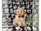 Bichpoo PUPPY FOR SALE ADN-770693 - Adorable Bichpoo Puppy
