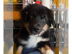 Australian Shepherd PUPPY FOR SALE ADN-770690 - 16 week old Male Aussie looking