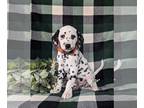 Dalmatian PUPPY FOR SALE ADN-770688 - AKC Dalmatian Puppy