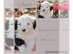 Old English Sheepdog PUPPY FOR SALE ADN-770679 - AKC Old English Sheepdogs