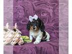 Dachshund PUPPY FOR SALE ADN-770677 - Adorable Long Haired Mini Dachshund Puppy