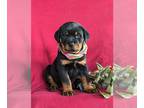 Rottweiler PUPPY FOR SALE ADN-770667 - AKC Rottweiler Puppy