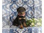 Rottweiler PUPPY FOR SALE ADN-770666 - AKC Rottweiler Puppy