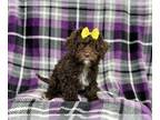 Cavapoo PUPPY FOR SALE ADN-770658 - Mabel