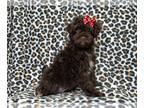 Cavapoo PUPPY FOR SALE ADN-770657 - Sky