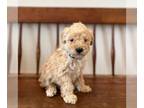 Miniature Labradoodle PUPPY FOR SALE ADN-770651 - Multigen Mini Labradoodle