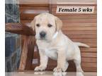 Labrador Retriever PUPPY FOR SALE ADN-770627 - Dark yellow and fox red AKC