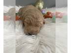 Goldendoodle PUPPY FOR SALE ADN-770618 - Honey