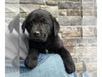Sheprador PUPPY FOR SALE ADN-770608 - Australian Shepherd Lab Puppy