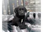 Sheprador PUPPY FOR SALE ADN-770592 - Australian Shepherd Labrador Retriever Mix