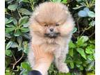 Pomeranian PUPPY FOR SALE ADN-770583 - Baby Male Pomeranian