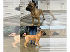 Cane Corso PUPPY FOR SALE ADN-770581 - Cane Corso Italian Mastiff Puppies