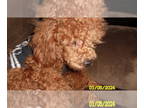 Poodle (Miniature) PUPPY FOR SALE ADN-770574 - Poodle Puppy Male Red Purebred