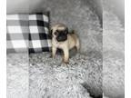 Pug PUPPY FOR SALE ADN-770572 - Pug puppies