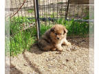 Pomeranian PUPPY FOR SALE ADN-770568 - Pomeranian puppy