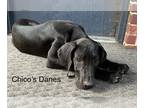 Great Dane PUPPY FOR SALE ADN-770555 - Great Dane puppy RESERVED