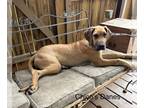 Great Dane PUPPY FOR SALE ADN-770554 - Great Dane puppy