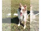 Border Collie PUPPY FOR SALE ADN-770546 - AKC Registered Male Border Collie Dog