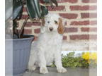 Poodle (Standard) PUPPY FOR SALE ADN-770541 - Standard Poodle
