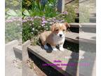 Pembroke Welsh Corgi PUPPY FOR SALE ADN-770523 - Pembroke Welsh Corgi