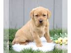 Labrador Retriever PUPPY FOR SALE ADN-770520 - AKC Labrador Retriever