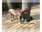 Great Dane PUPPY FOR SALE ADN-770513 - Great Dane puppy