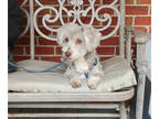Havanese PUPPY FOR SALE ADN-770489 - AKC HAVANESE 4 YEARS 9 MO OLD FEMALE