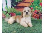 Havanese PUPPY FOR SALE ADN-770483 - AKC HAVANESE 9 YEARS 4 MONTHS OLD MALE