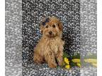Goldendoodle (Miniature) PUPPY FOR SALE ADN-770461 - Adorable Toy F1bb