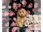 Cock-A-Poo PUPPY FOR SALE ADN-770457 - Adorable Mini Cockapoo Puppy