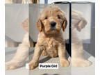 Goldendoodle PUPPY FOR SALE ADN-770558 - Goldendoodle F2