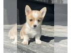 Pembroke Welsh Corgi PUPPY FOR SALE ADN-770545 - Red and white Male