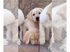 Labrador Retriever PUPPY FOR SALE ADN-770524 - Pure Bred Lab Puppies Ready Now