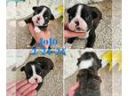 Boston Terrier PUPPY FOR SALE ADN-770322 - Need Furever