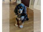 Cavalier King Charles Spaniel-F2 Aussiedoodle Mix DOG FOR ADOPTION ADN-770552 -