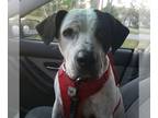 Bullypit DOG FOR ADOPTION ADN-770320 - Desperately Searching for Stellas Furever
