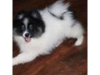 Pomeranian Puppy for sale in Danielsville, GA, USA