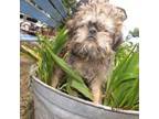 Brussels Griffon Puppy for sale in Berryville, AR, USA