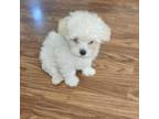 Maltese Puppy for sale in Supply, NC, USA