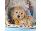 Poodle (Toy) Puppy for sale in Southgate, MI, USA